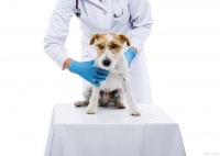 宠物行业越来越火，如何成为一名合格宠物营养师呢？