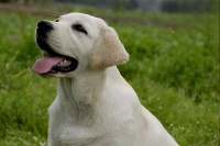 犬猫对蛋白质的营养需求介绍