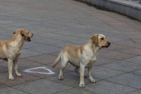 如何正确选择适合你的宠物狗