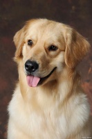 十大首选宠物犬