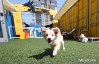 韩国首尔流行养宠物狗 平均每10户家庭就有1户养狗