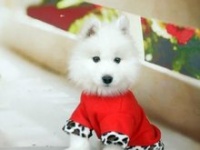 宠物狗(豢养的犬类动物)