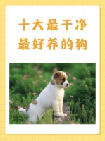 十大最干净最好养的狗