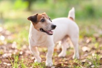 百种狗，千般宠——探秘宠物狗的各种品种与特点！