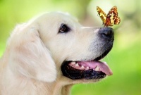 文明养犬画你知——养狗前要三思，狗狗不是你想养就能养的