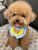 最受欢迎的十只宠物狗排行榜