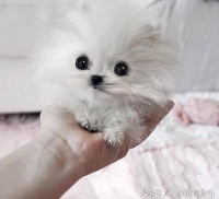 30张图片，带你认识可以养在手掌上的掌上宠物狗！还说不喜欢狗？