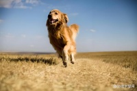 五大适合陪伴的宠物狗