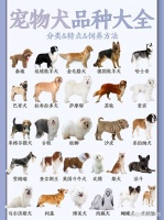 宠物犬品种图鉴，养一只狗狗吧