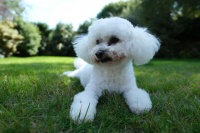 十大最适合家养、无体味的狗狗排名！让你变宠物达人！