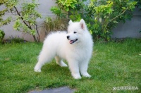 最适合养的十种宠物狗，都是人类的好伙伴！