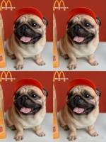 犬猫营养类书籍推荐