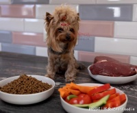 盘一盘狗狗生命旅程中的五大营养素