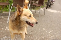 盘点国内最受欢迎的十大犬种，没想到二哈只排第三！