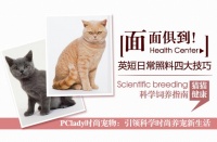 英短日常照料四大技巧