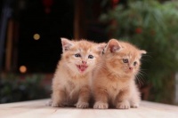 猫的特性有哪些?