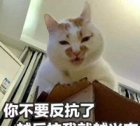 这些猫实在太热情了，铲屎官都不知该哭，还是该笑了！