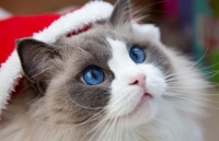 常见宠物猫品种、特点、价格介绍，宠物猫购买建议