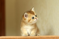 它经济火热，3000万猫咪“铲屎官”养出千亿市场