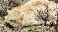罕见！荒漠猫若尔盖晒起阳光浴