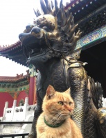 故宫的小伙伴：故宫猫