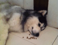 狗狗缺了微量元素，该怎么补