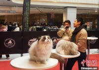 世界冠军猫职业精英超级联赛：逾80只世界名猫亮相扬州