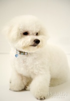 正确选择比熊犬的营养食物