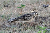 最受欢迎的宠物鸟 十大笼养鸟 人们最喜爱的观赏鸟