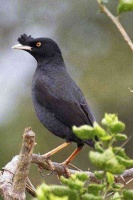 鸟类图片大全（常见的170种宠物鸟）