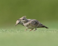 最受欢迎的宠物鸟