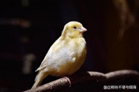 探秘：宠物世界之鸟类，非常受欢迎的30种鸟，灵巧而美丽动人