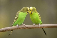 哪些鸟好养而且不易死？家中养什么鸟比较干净？