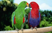 七款适合在公寓饲养的宠物鹦鹉，不吵到邻居，又会给主人带来乐趣