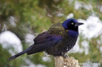 什么宠物鸟最有灵性？十大最有灵性的宠物鸟！你喜欢养鸟吗？