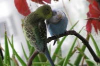 最值得养的宠物鸟