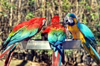 颜值爆表！盘点9种超受欢迎的宠物鸟，养鸟人士必备！