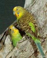 全世界最普遍的宠物鸟，又名娇凤，虎皮鹦鹉的养殖方法和注意事项