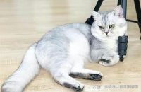 猫的品种排名前十名，你最爱哪个品种，喵星人快看过来！