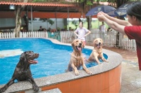 宠物消费：从“上学”到克隆