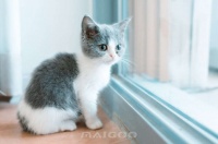 最全养猫指南丨新手养猫需要准备什么 养猫注意事项