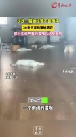 长沙某猫咖因经营问题关闭，遗留30余只宠物猫无人照顾…