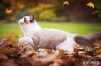 想养猫？猫的生活习性你整明白了没？“劝退指南”了解一下