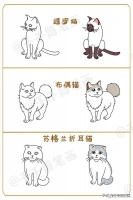 34种宠物猫品种及图片大全，萌你一脸血，快收藏