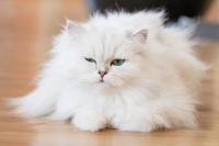 猫咪的品种多样性：各种各样的猫种及其特点