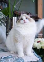 猫咪品种大全？让你带回家，你最喜欢哪一个？