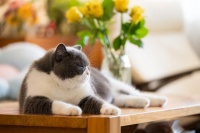 宠物猫排行榜前十名