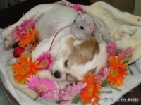 淮安宠物猫咪火化价格详解：省时省力，让您宠物的离世变得更美好