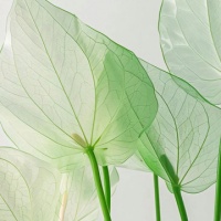 超萌宠物猫头像大放送