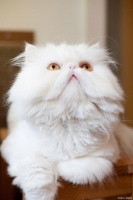 最受欢迎的小猫咪排行榜前十名，猫奴们快来看看，你家的上榜没？